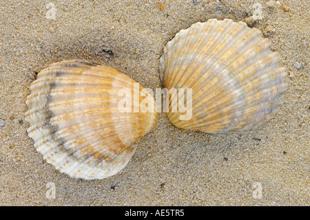 Gemeinsame europäische Schale Muscheln (Cerastoderma Edule, Cardium Edule) Stockfoto