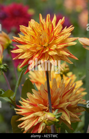 Semicactus-Dahlie (Dahlia X cultorum) Stockfoto