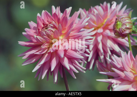 Semicactus-Dahlie (Dahlia X cultorum) Stockfoto