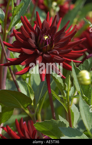 Kaktus-Dahlie "Chat Noir" (Dahlia Hybrida) Stockfoto