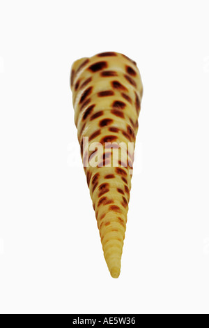 Chocolate Spotted Auger Terebra Subulata indischen und Pazifischen Ozean Stockfoto