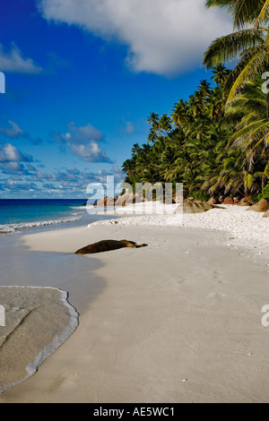 Anse Victorin Strand und Palmen Bäume gewählt von der Londoner Sunday Times als der Welt s beste Strand Fregate Island-Seychellen Stockfoto
