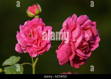 Rosenblüten (Rosa Spec.) Stockfoto