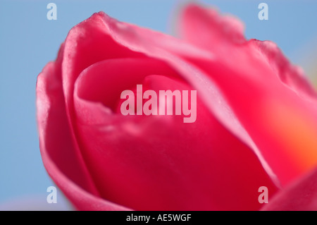 Rosenblüten (Rosa Spec.) Stockfoto