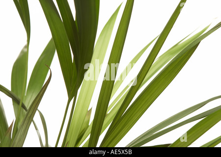 GRÜNE PALMENBLÄTTER AUF WEIßEM HINTERGRUND Stockfoto