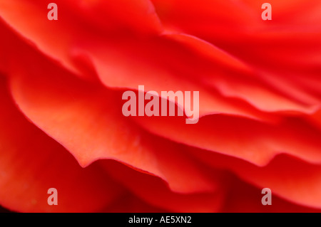 Begonie Blüte Detail (Begonia Tuberhybrida Hybride) Stockfoto