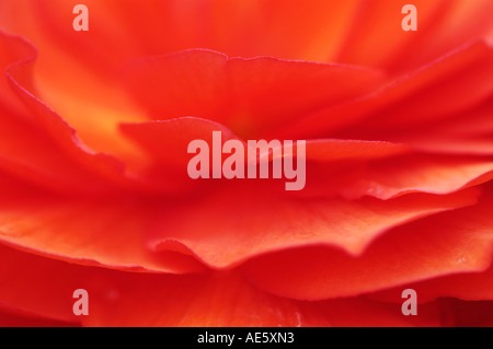 Begonie Blüte Detail (Begonia Tuberhybrida Hybride) Stockfoto