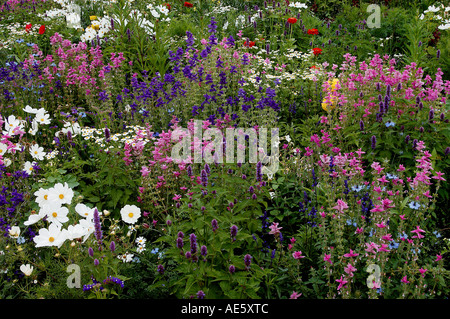 Bett aus Blumen mit einer, Anis-Ysop, Schwarzkümmel und malte Salbei (Cosmos Bipinnatus), (Wildform Foeniculum) Stockfoto