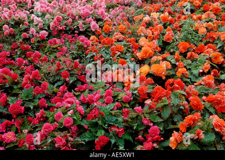 Begonie (Begonia Tuberhybrida Hybride) Stockfoto