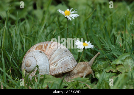 Essbare Schnecken, North Rhine-Westphalia, Deutschland (Helix Pomatia) Stockfoto