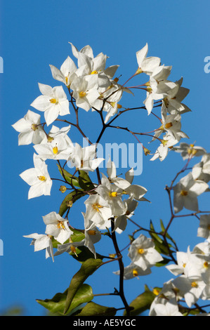 Kartoffel-Rebe (Solanum Jasminoides) Stockfoto