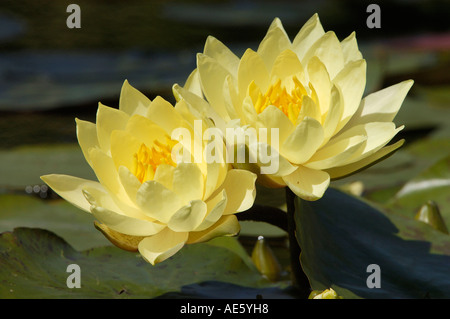 Seerose 'Joey Tomocik' (Nymphaea Spec.) Stockfoto