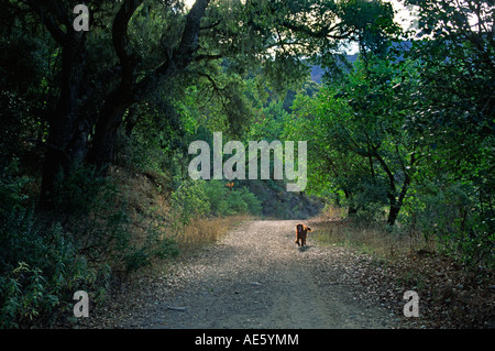 Kalifornien LIVE OAK Gattung Acer LOS PADRES DAM CARMEL VALLEY Stockfoto