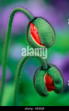 Island-Mohn, Knospen / (Papaver Nudicaule) / arktische Mohn Stockfoto