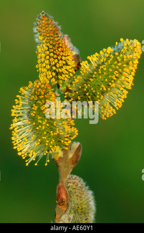 Goat Willow, männliche Kätzchen, Rheinland-Pfalz, Deutschland (Salix Caprea) große fahl Stockfoto