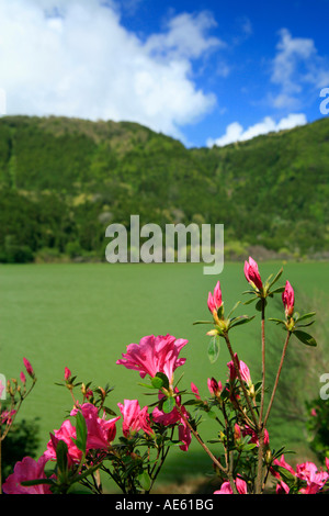 Furnas Lake mit Azaleen im Vordergrund. Azoren, Portugal Stockfoto