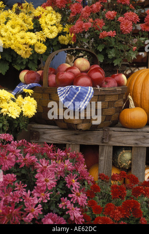 Ein geflochtener Korb hält frische Äpfel in der Nähe der bunten Chrysanthemen und Kürbisse im Herbst Ernte Anzeige, Westminster, Vermont USA Stockfoto