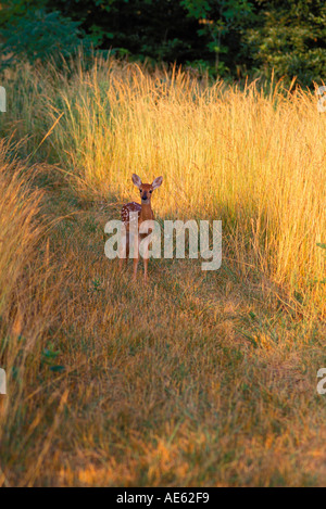 weißen Schweif Reh Rehkitz Odocoileus Virginianus überrascht auf hohe Gräser Weg in den frühen Morgenstunden in Missouri Stockfoto