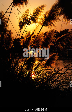 PAMPASGRAS Cortaderia Selloana bei Sonnenuntergang SANTA BARBARA Stockfoto