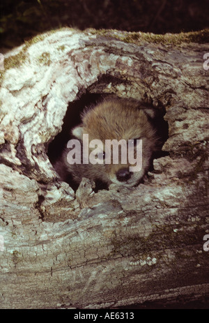 Neugeborenen Coyote Pup, Canis Latrans, schaut aus hohlen Log in Missouri Stockfoto