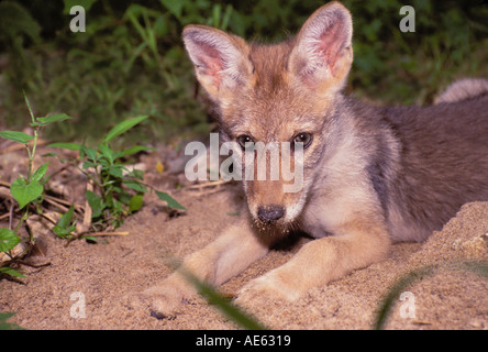 Nette junge Coyote, Canis yogiebeer, liegen auf Sand Bar mit einem sandigen Nase, Missouri Mittelwesten, USA Stockfoto