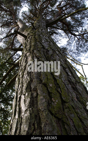 Hohe Kiefer Ansicht von unten im Wald in Oxfordshire-England Stockfoto
