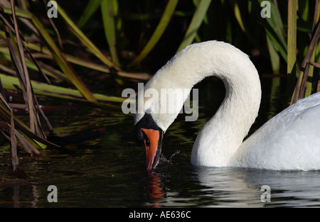 Höckerschwan auf dem River Windrush in Oxfordshire-England Stockfoto