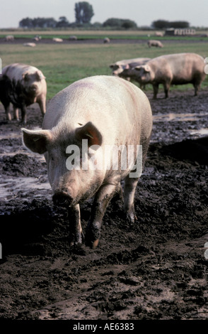 Schwein Freilandhaltung Schwein Schweinefleisch Schinken Speck organischen Schlamm Schlamm Landwirtschaft ländliche Tierhaltung Walzen in Schlamm so glücklich wie ein Oink Freerange m Stockfoto