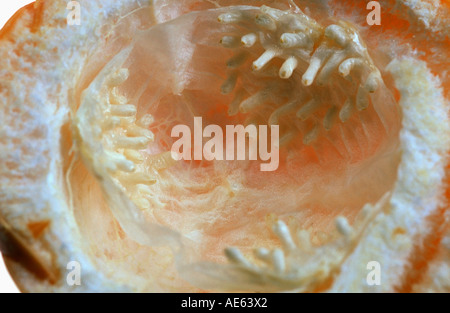 Obst süße Granadilla (Passiflora Quadrangularis) Stockfoto