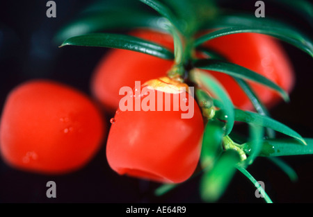 Beeren der Eibe (Taxus Baccata) Stockfoto