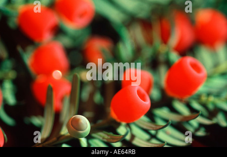 Beeren der Eibe (Taxus Baccata) Stockfoto