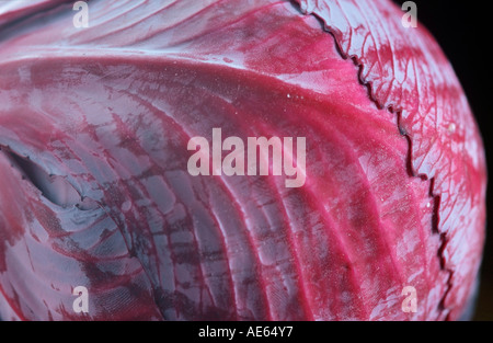 Blaues Kraut rot Kohl (Brassica Oleracea Convar. Capitata F. Rubra) Stockfoto