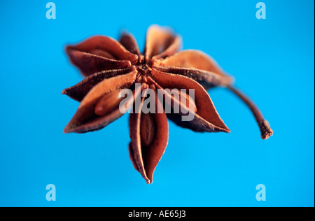 Trockenfrüchte Sternanis (Illicium Verum) badischen Anis Stockfoto