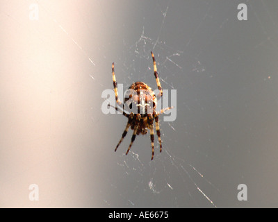 Araneus Diadematus europäischen Kreuzspinne Stockfoto