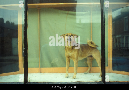 Hundebellen im Schaufenster Hessle Road, Gegend von Hull Humberside 1980 1980s UK HOMER SYKES Stockfoto