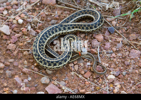 Schwarzhals-Garter Snake Thamnophis Cyrtopsis Elgin Arizona USA 22 Juli Erwachsenen Colubridae Stockfoto