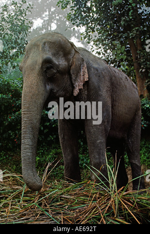 Eine funktionierende, die Elefanten im TIGERTOPS LODGE liegt isst CHITWAN NATIONAL PARK TERAI NEPALS Stockfoto