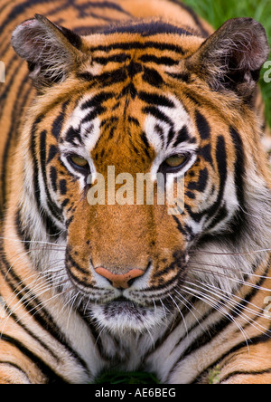 Bengal Tiger-Porträt Stockfoto