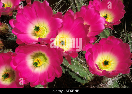 Lady Finger Kaktus Echinocereus Pentalophus Texas Stockfoto