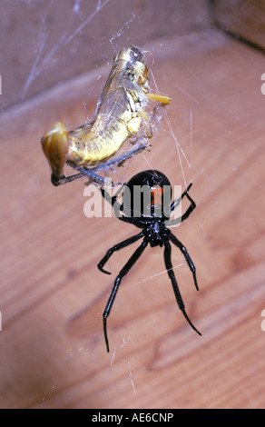 Porträt einer weiblichen westliche schwarze Witwe Spinne gefunden Latrodectus Hesperus eine giftige Spinne in der ganzen Welt Stockfoto