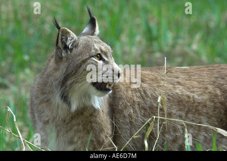 Eurasischer Luchs Felis Lynx Erwachsenen Festlegung West Böhmen Tschechische Republik Frühling Stockfoto