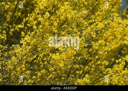 Blaue Palo Verde Baum in voller Blüte Cercidium Floridum Sonora-Wüste in der Nähe von Tucson Arizona Stockfoto