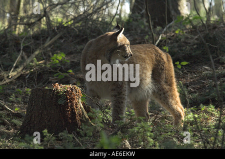 Eurasischer Luchs Felis Lynx Erwachsene in Fichte Wald West Böhmen Tschechien Frühling Stockfoto