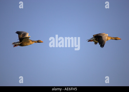 Graue Verzögerung Stockfoto