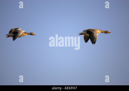 Graue Verzögerung Stockfoto