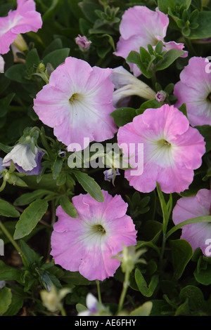 Ein vertikales Bild von rosa und weißen Petunien Blüten wachsen in einem Garten zeigt grüne Blätter. Stockfoto