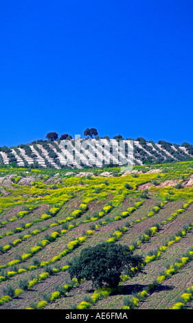 Olivenhaine in der Nähe von Priego de Cordoba, Andalusien Spanien Stockfoto