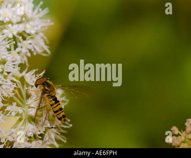 Schwebfliege auf Blumen und grünem Hintergrund Stockfoto