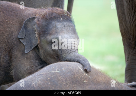 Asiatische Elefanten Elephus Maximus Kalb Stockfoto