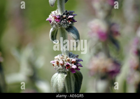 Lamb's ear Stachys byzantina also called Wooly betony or Woolly hedgenettle Stockfoto